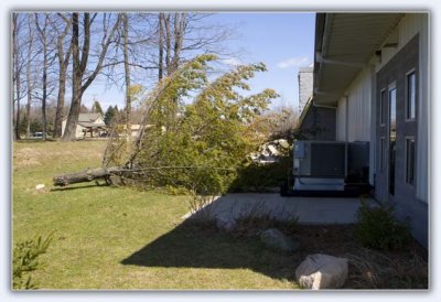 Fallen Pine