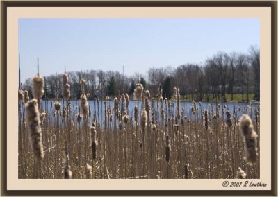 Cattails at Seymour Lake
