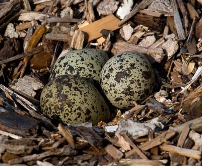 Killdeer Eggs