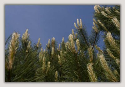 New Growth on the Austrian Pines