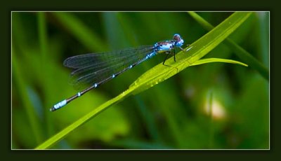 Damselfly