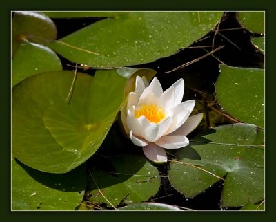The Water Lily Flower