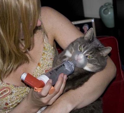 Feline Asthma Treatment