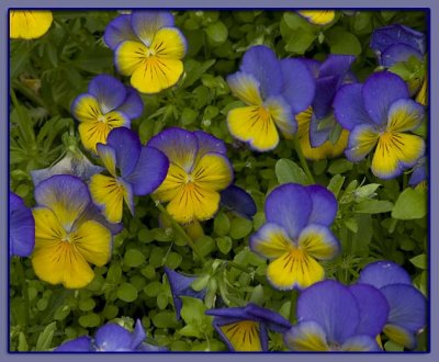 Pansies