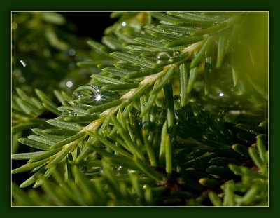 Water Drop on the Hicks Yew
