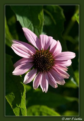 Purple Coneflower