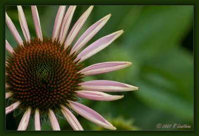 Purple Coneflower