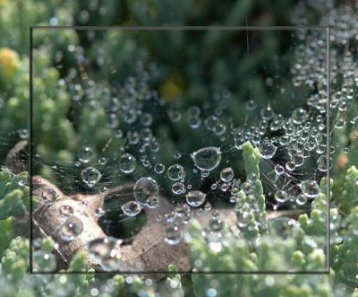 Water Drops on a Spider Web