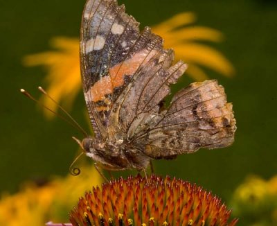 g6/58/560858/3/82711910.v6Drnsvh.jpg