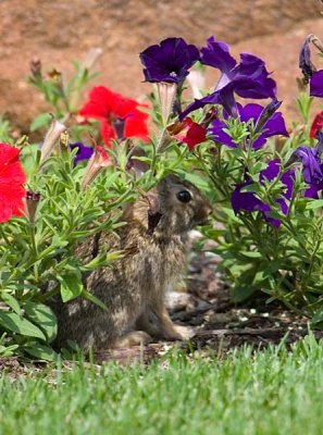 Hiding Among the Petunias