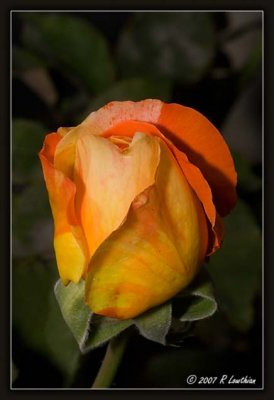 Favorite Rose