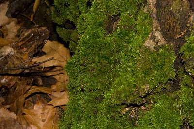 Moss on a Tree Stump