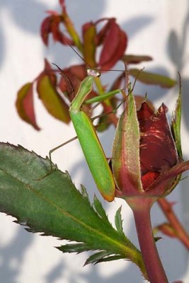 Praying Mantis