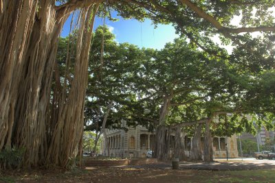 Iolani Palace Ground