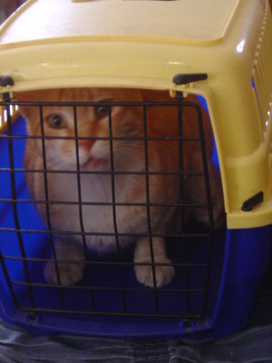 I don't wanna go to the vet.
