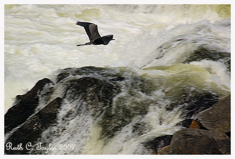 Heron over Great Falls, MD