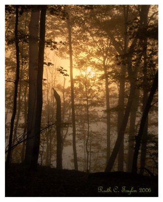 Misty Sunrise Through the Trees