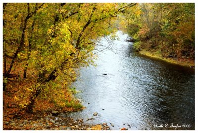Autumn  Yellows Along Tohickon Creek