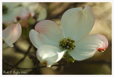 Morning Dogwood