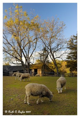 Sheep at Thompson Neely Farm