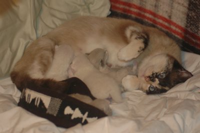 Keaton and her Kittens