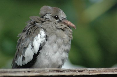 Baby Whitewing Dove