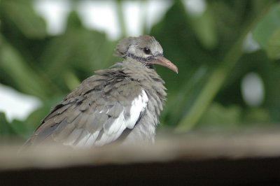 Baby Whitewing Dove