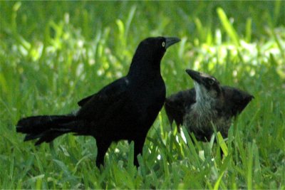 Blackbird and Baby