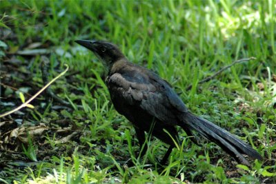 Blackbird Baby