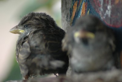 Baby Sparrows