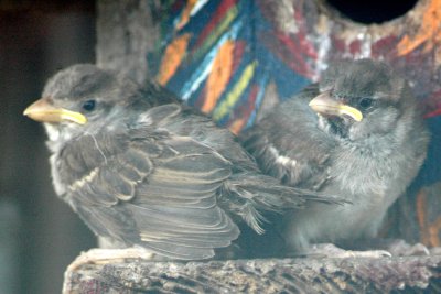 Baby Sparrows