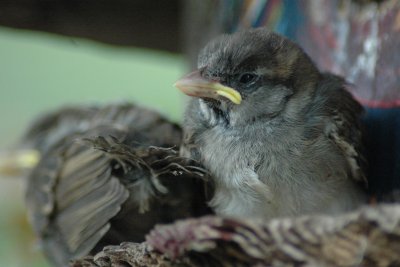 Baby Sparrows