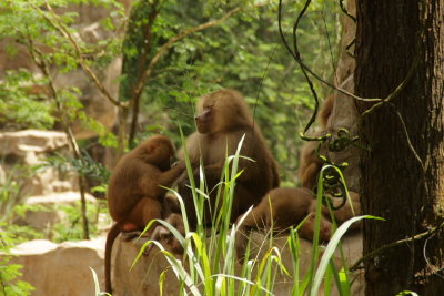 singapore zoo (2).JPG