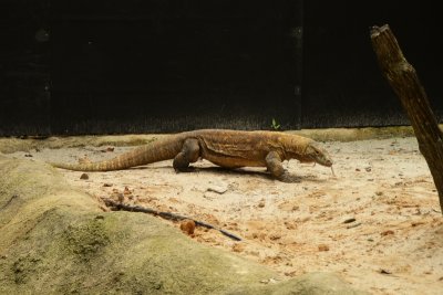 singapore zoo (23).JPG