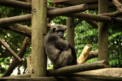 singapore zoo (36).JPG