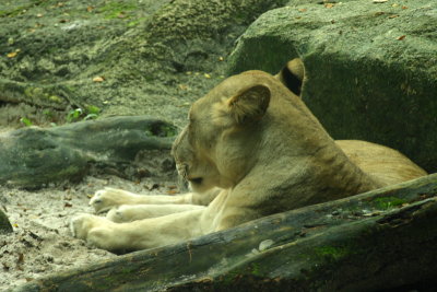 singapore zoo (38).JPG
