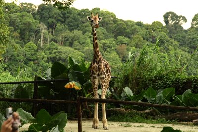 singapore zoo (40).JPG