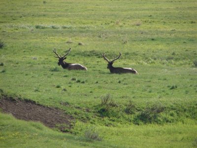 Elk Bucks