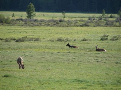 Elk