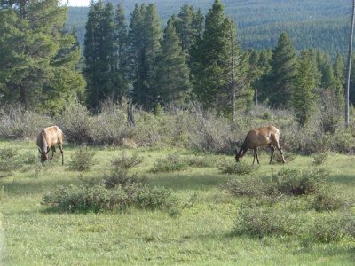 Elk