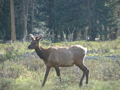 Elk