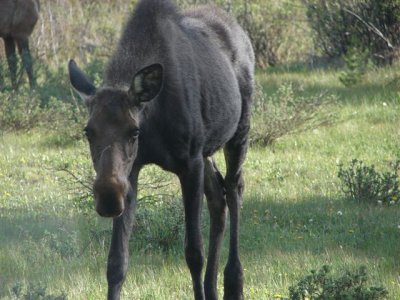 Moose