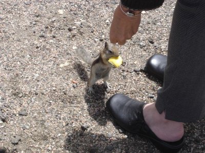 Marmot