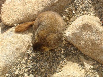 Marmot