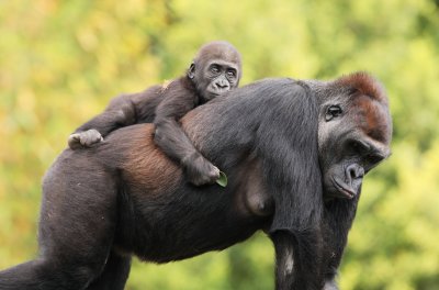 Gorilla Mother  Baby.JPG