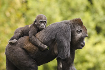 Gorilla with Baby.JPG