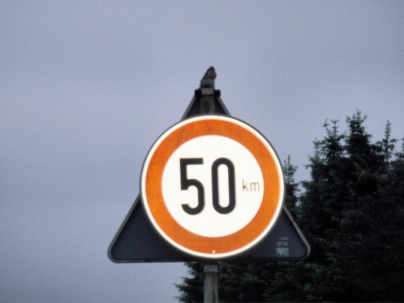 Finch on traffic sign