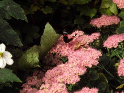 Red Admiral (I)