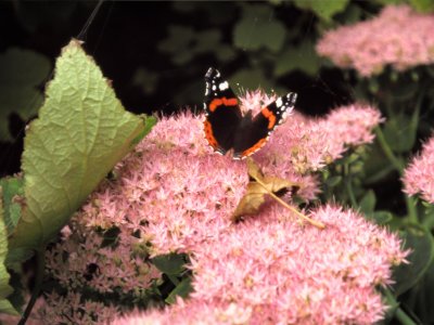 Red Admiral (II)