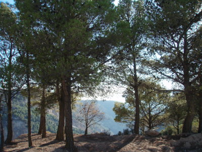 Pines in the sun